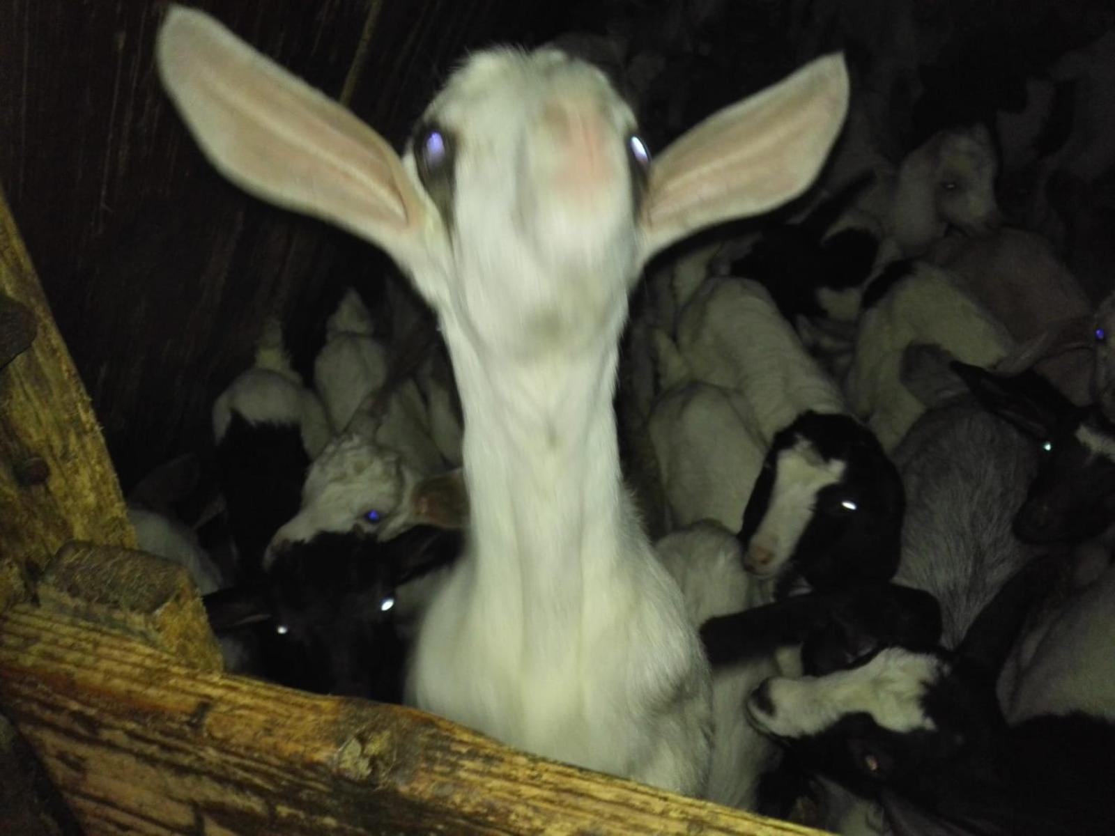 B&B Helga'S Agricampeggio Seùlo Dış mekan fotoğraf