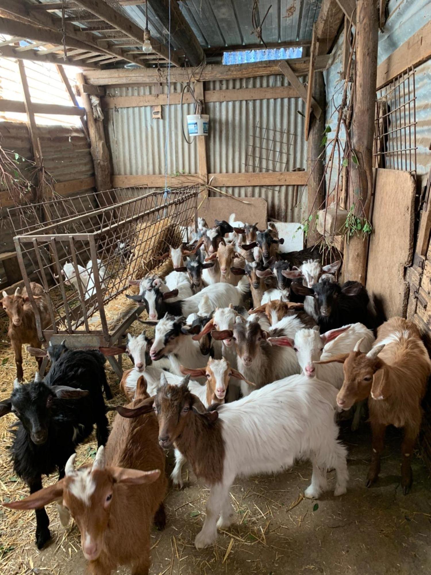 B&B Helga'S Agricampeggio Seùlo Dış mekan fotoğraf