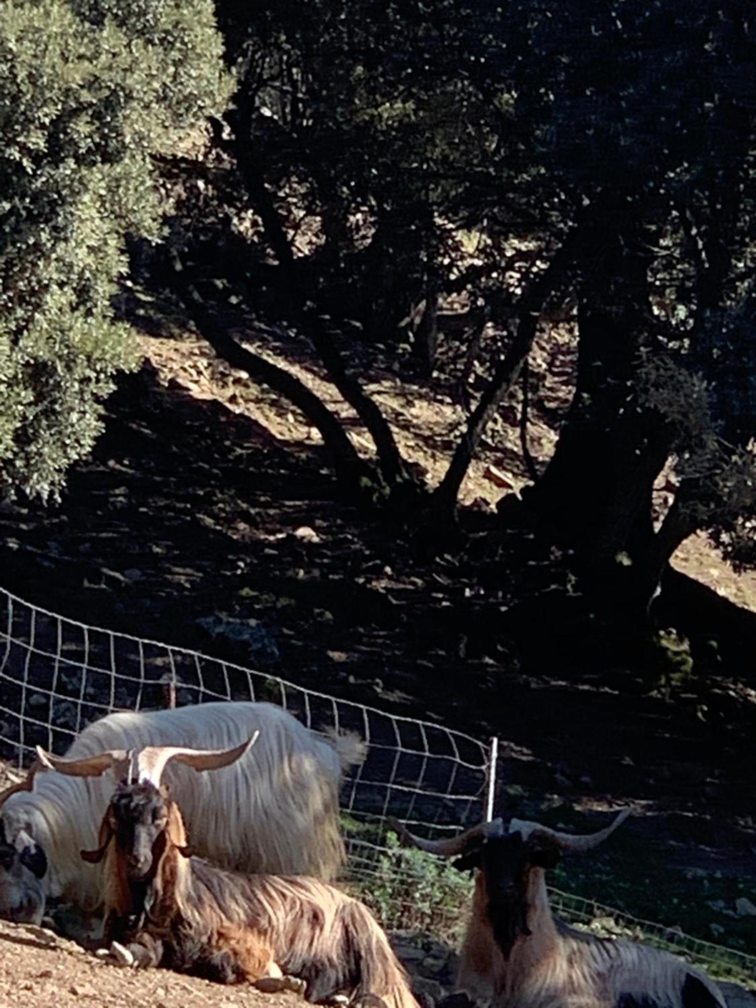 B&B Helga'S Agricampeggio Seùlo Dış mekan fotoğraf